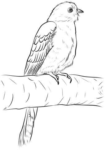 Common Cuckoo Coloring Page